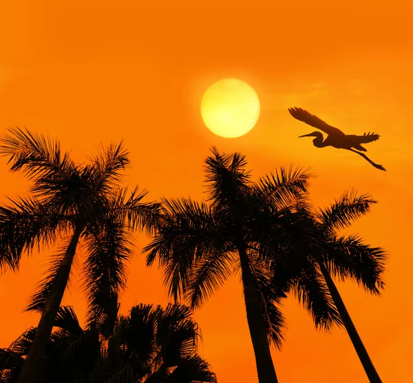 Palm tree silhouette on paradise sunset — Stock Photo, Image