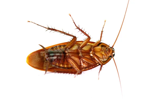 stock image Cockroach