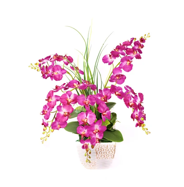 Красивый розовый цветок орхидеи — стоковое фото