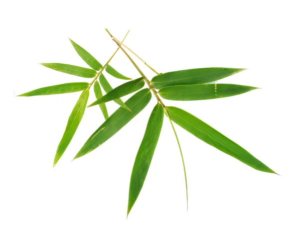 Bladeren van bamboe — Stockfoto