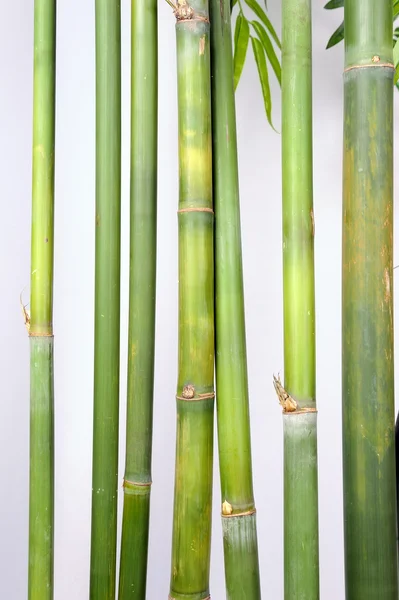 Bambou doré clair — Photo