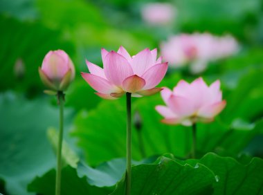 pembe lotus