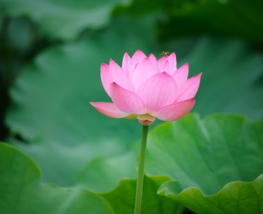 pembe lotus