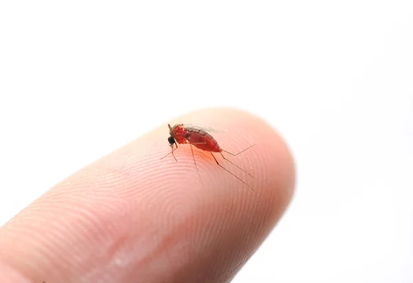 Dead mosquito crushed on finger — Stock Photo, Image
