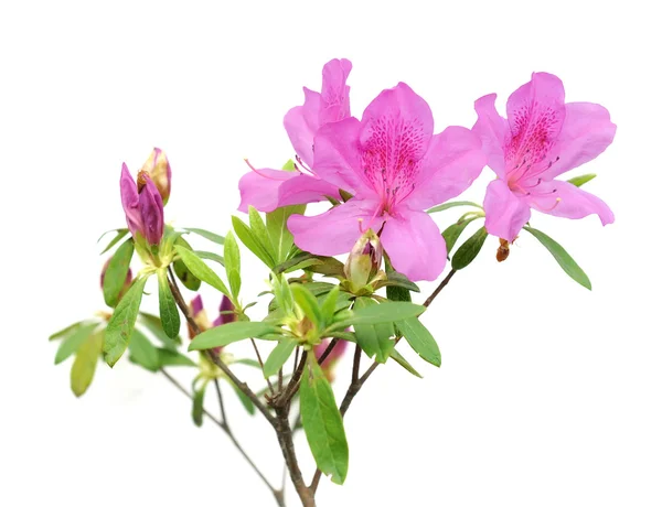 Pink azalea on white background — Stock Photo, Image
