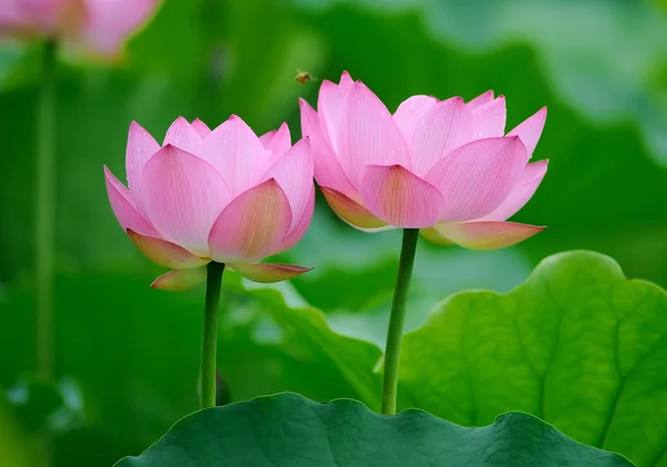 Bloeiende lotusbloem over donkere achtergrond — Stockfoto