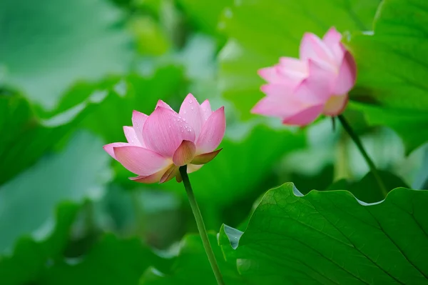 Bloeiende lotusbloem over donkere achtergrond — Stockfoto
