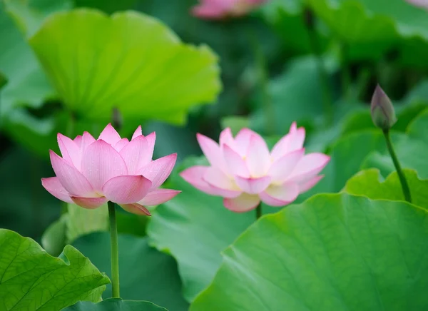 Blühende Lotusblume vor dunklem Hintergrund — Stockfoto