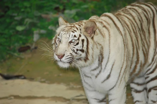 Tigre nel suo habitat naturale — Foto Stock