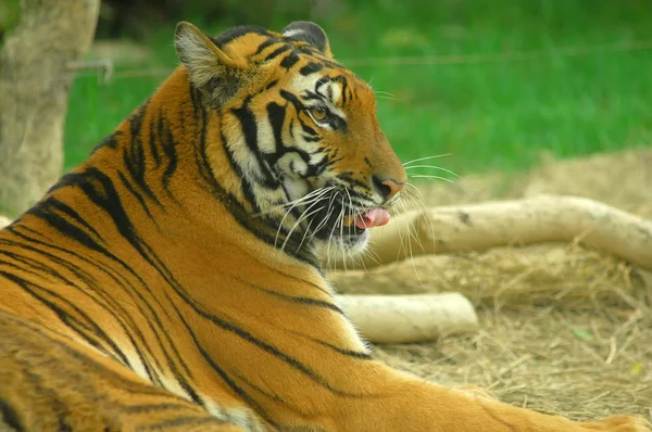 Tiger in its natural habitat — Stock Photo, Image