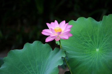 Lotus çiçeği.