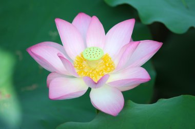 Blooming lotus flower over dark background clipart