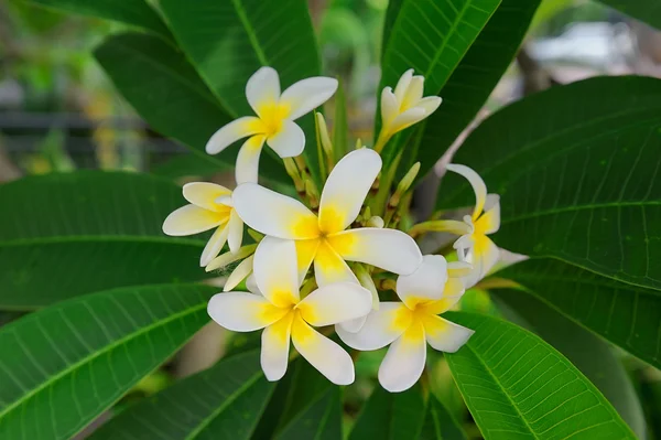 Tropikalny kwiat Frangipani lub plumeria — Zdjęcie stockowe