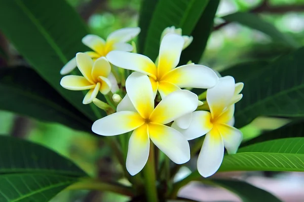 Frangipani ou plumeria flor tropical — Fotografia de Stock