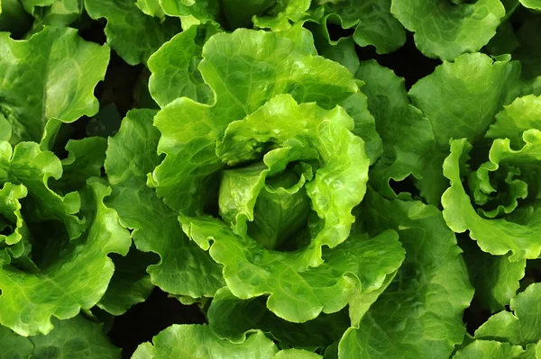 Salat som vokser i jorden – stockfoto