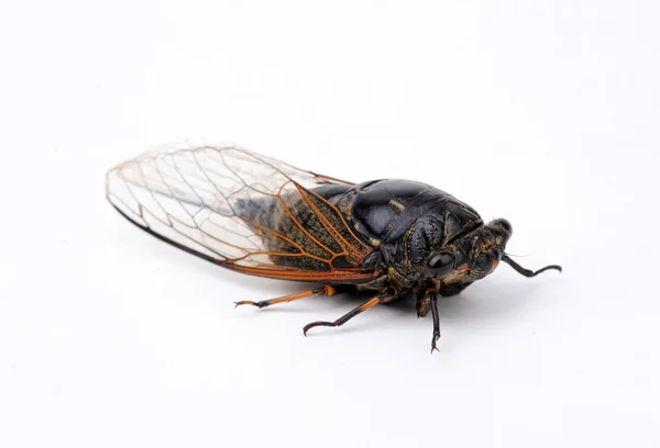 Cicada isolé sur fond blanc — Photo