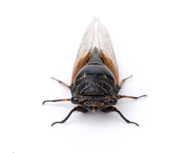 Cicada geïsoleerd op witte achtergrond — Stockfoto