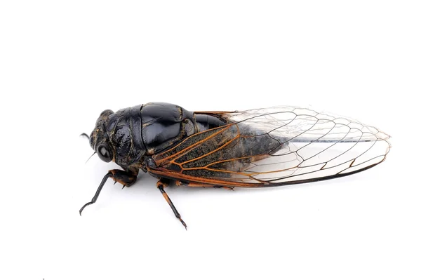 Cicada elszigetelt fehér háttér — Stock Fotó