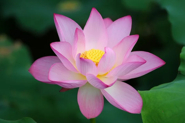 Floare de lotus înflorită peste fundal întunecat — Fotografie, imagine de stoc