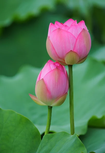Koyu arka plan üzerine çiçek açan lotus çiçeği — Stok fotoğraf