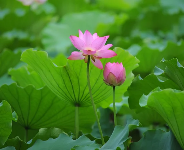 Virágzó lotus flower felső a sötét háttér — Stock Fotó