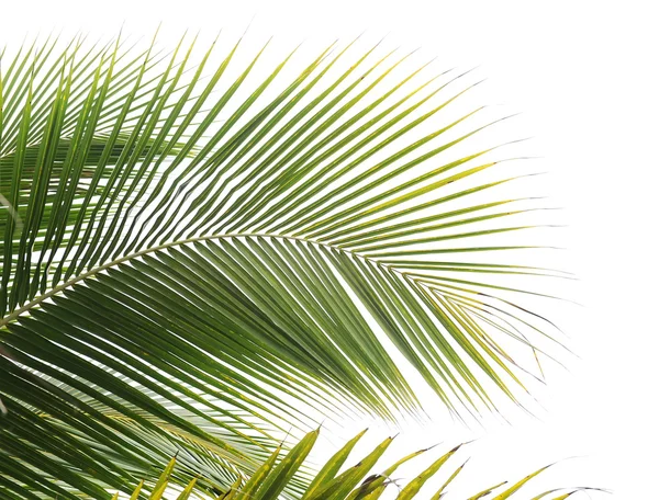 Palmové listy — Stock fotografie