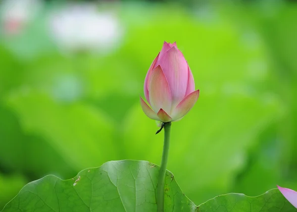 Blommande lotusblomma över mörk bakgrund — Stockfoto