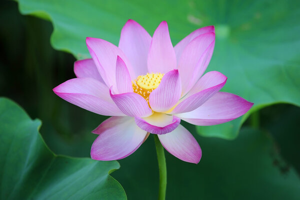 Blooming lotus flower over dark background