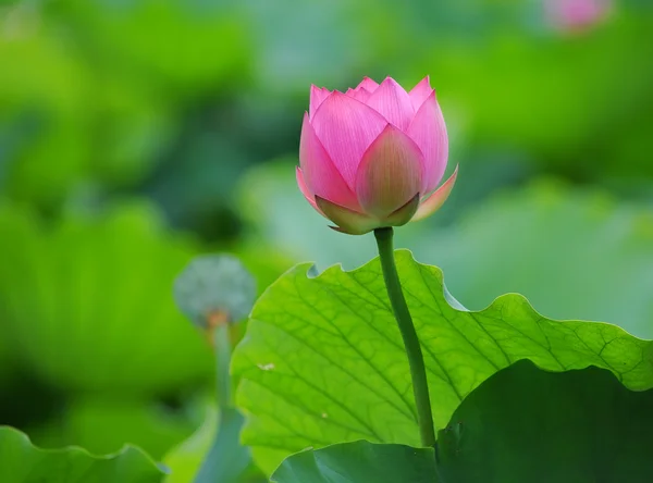 Blooming lotus flower over dark background — Stock Photo, Image
