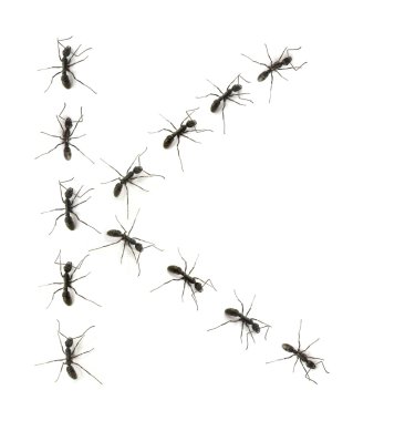 işçi karıncalar alfabesi harfleri hedefe yürüyen bir çizgi.