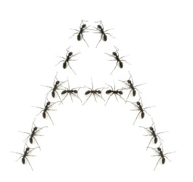 işçi karıncalar alfabesi harfleri hedefe yürüyen bir çizgi.
