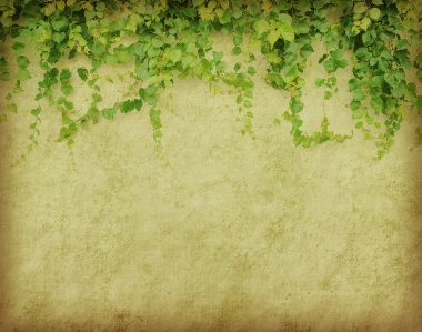 Green ivy on old grunge antique paper texture clipart