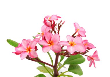 plumeria çiçekler üzerinde beyaz izole