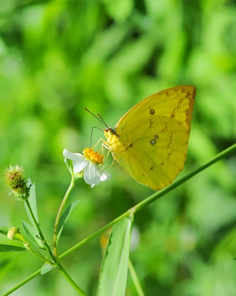 Бабочка в естественной среде обитания — стоковое фото