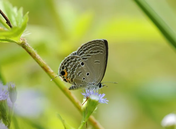 Πεταλούδα στο φυσικό περιβάλλον — Φωτογραφία Αρχείου