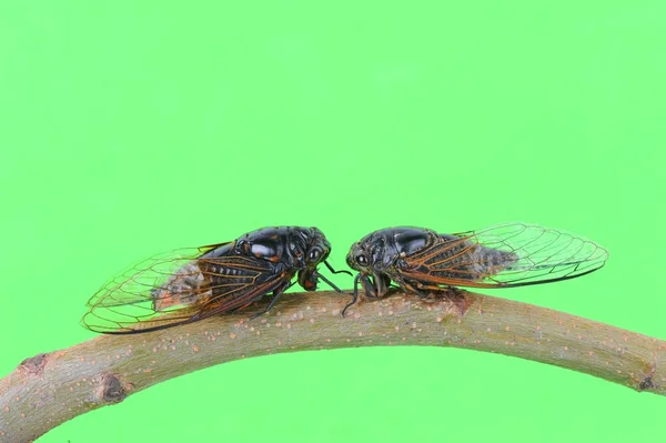 Cicada isolata su sfondo bianco — Foto Stock