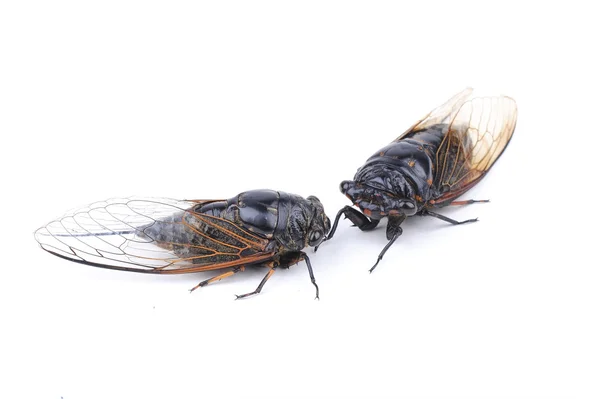 Cicada απομονώνονται σε λευκό φόντο — Φωτογραφία Αρχείου