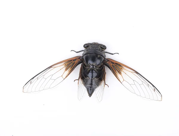 Cicada isolado no fundo branco — Fotografia de Stock