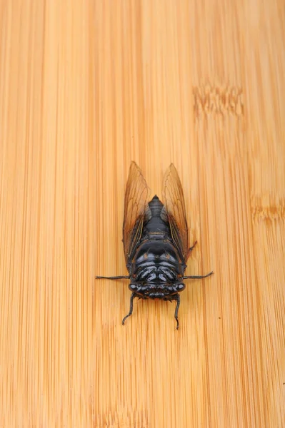 Cicada isolated on white background — Stock Photo, Image