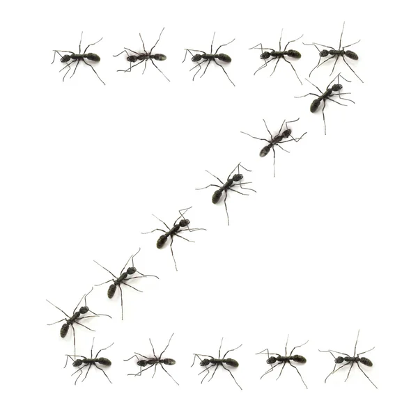 Μια σειρά από μυρμήγκια εργαζόμενος βαδίζοντας προορισμό γράμματα της αλφαβήτου. — Φωτογραφία Αρχείου