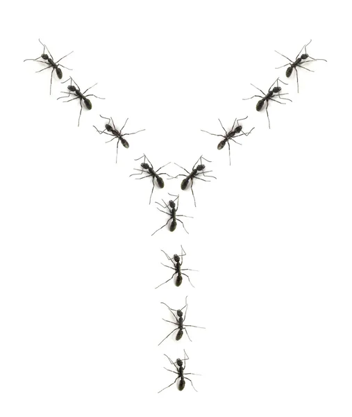 Linie pracovník mravenci pochodují do cíle písmena abecedy. — Stock fotografie