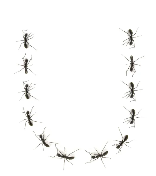 Una fila de hormigas obreras marchando al destino de las letras del alfabeto . —  Fotos de Stock