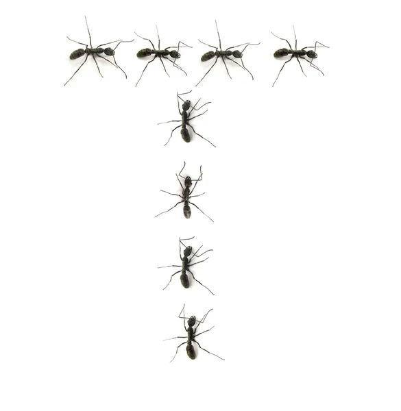 A line of worker ants marching to alphabet letters destination. — Stock Photo, Image