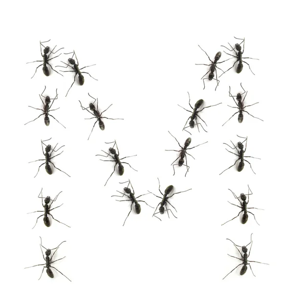 Μια σειρά από μυρμήγκια εργαζόμενος βαδίζοντας προορισμό γράμματα της αλφαβήτου. — Φωτογραφία Αρχείου