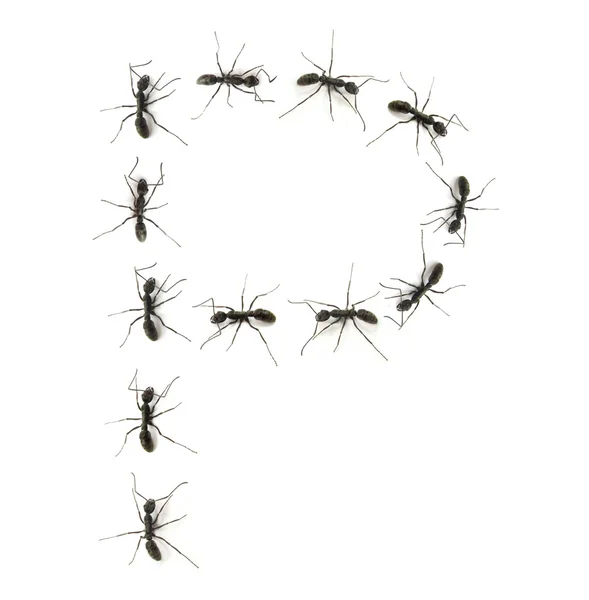Una fila de hormigas obreras marchando al destino de las letras del alfabeto . — Foto de Stock