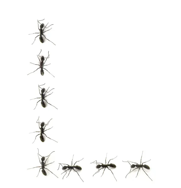 Una fila de hormigas obreras marchando al destino de las letras del alfabeto . — Foto de Stock