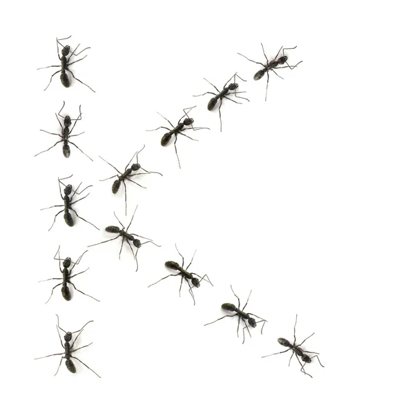 Une lignée de fourmis ouvrières marchant vers la destination alphabétique des lettres . — Photo