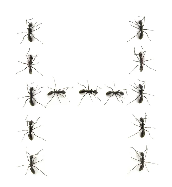 Egy sor a munkavállaló hangyák menetelnek ábécé betűket cél. — Stock Fotó
