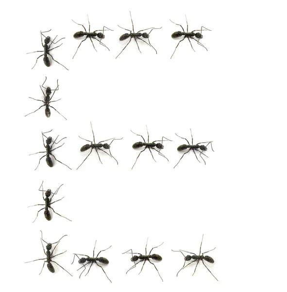 Линия рабочих муравьев марширующих к алфавиту букв назначения . — стоковое фото