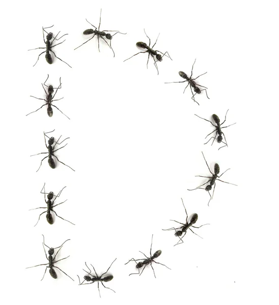 Une lignée de fourmis ouvrières marchant vers la destination alphabétique des lettres . — Photo